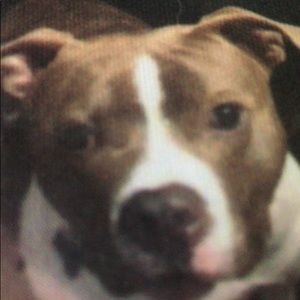 Meet your Posher, Angelo